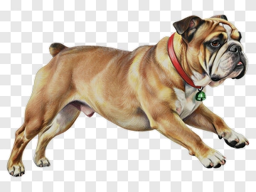 Bulldog In Motion PNG