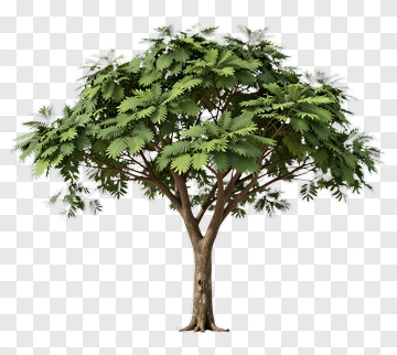 Tree With Lush Green Foliage PNG