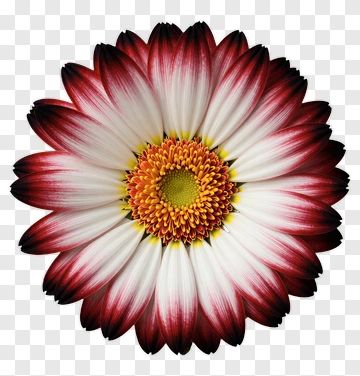 Red And White Flower PNG