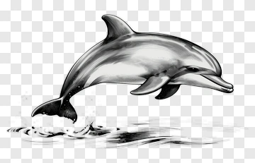 Jumping Dolphin Illustration PNG