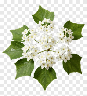 White Flower With Green Leaves PNG