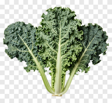Fresh Kale Leaf PNG