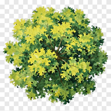 Top View Of A Leafy Tree PNG