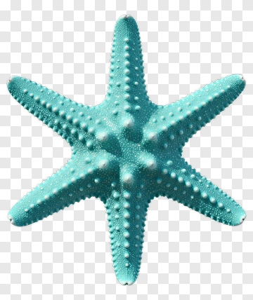 Cyan Starfish PNG