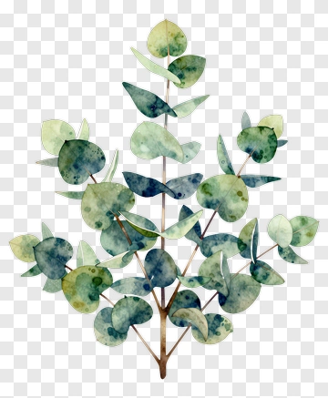 Eucalyptus Leaf Plant PNG
