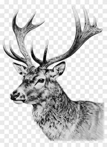 Hand Drawn Deer With Large Antlers PNG
