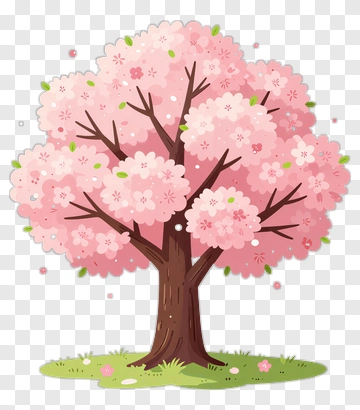 Cherry Blossom Tree In Full Bloom PNG