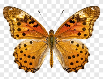 Orange And Black Butterfly PNG