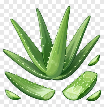 Aloe Vera Plant With Cut Leaves PNG