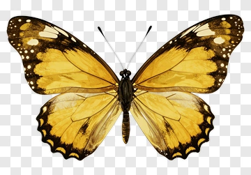Yellow And Brown Butterfly PNG
