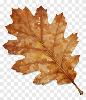 Watercolor Leaf PNG