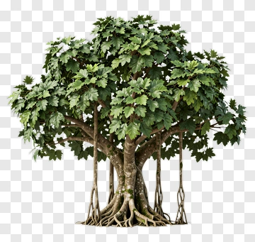 Giant Ficus Tree With Thick Roots PNG