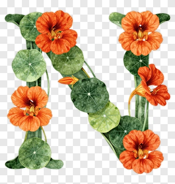 Watercolor Letter N With Flowers PNG