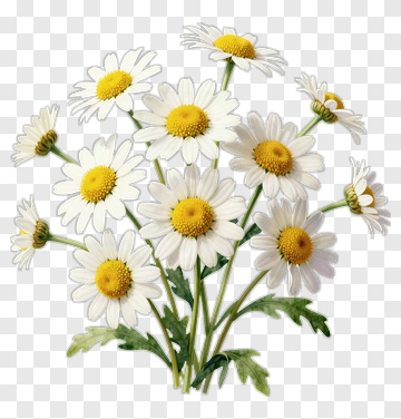 Daisy Bouquet With White Petals And Yellow Centers PNG