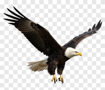 American Eagle In Flight PNG