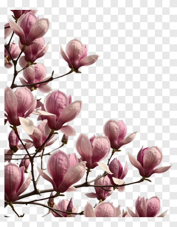 Pink Magnolia Flowers In Full Bloom PNG