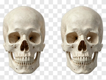Two Human Skulls PNG