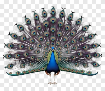 Peacock Displaying Its Feathers PNG