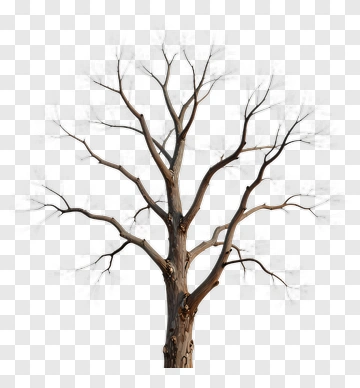 Bare Tree Against Gray Sky PNG