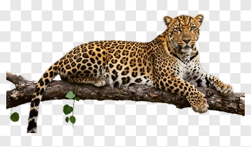 Leopard Resting On A Tree Branch PNG