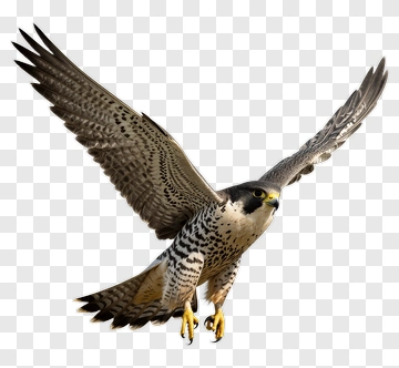 Falcon In Flight PNG