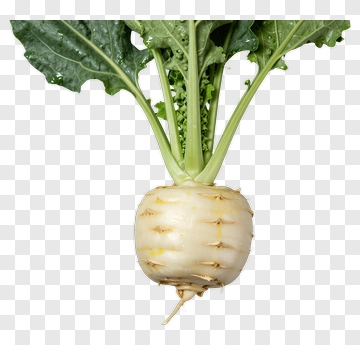 Fresh Parsnip With Green Leaves PNG