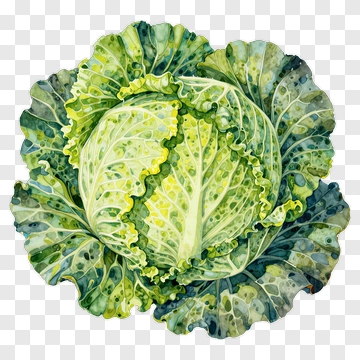 Watercolor Illustration Of Cabbage PNG