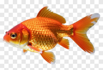 Goldfish PNG