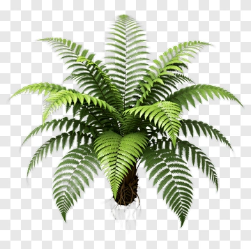 Fern With Roots PNG