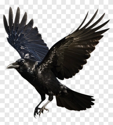 Black Crow In Flight PNG