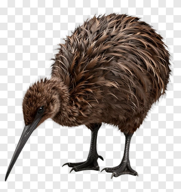 Kiwi Bird With Long Beak PNG