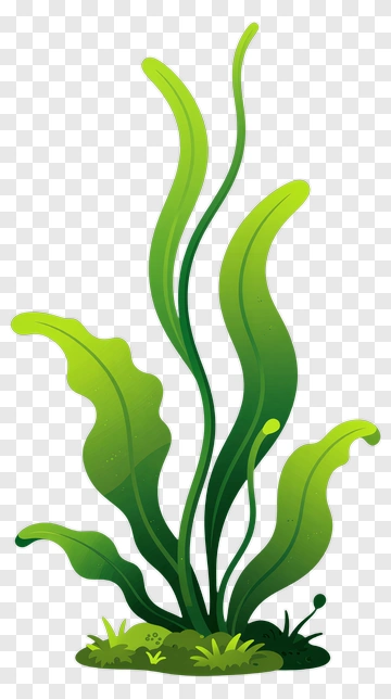 Seaweed Aquatic Plant PNG