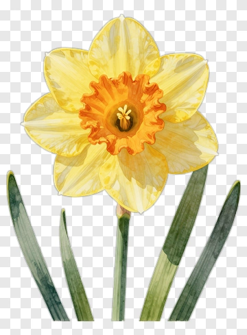 Yellow Daffodil In Watercolor PNG
