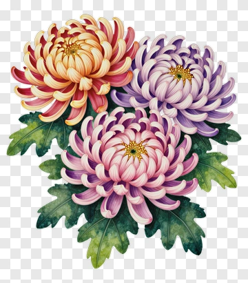 Chrysanthemum Blossoms In Soft Colors PNG