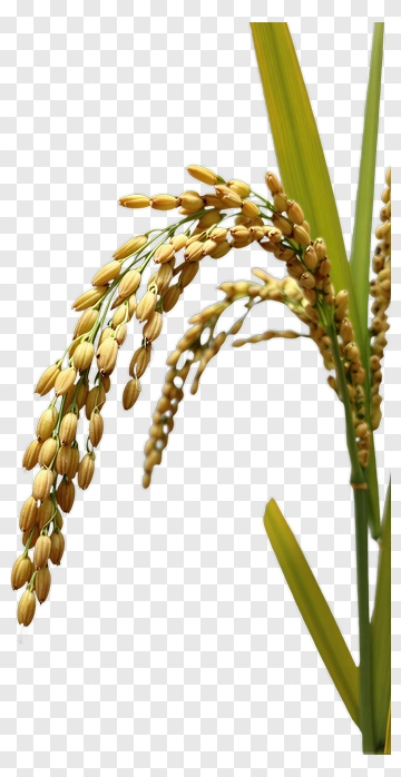 Rice Ear With Stalk And Leaf PNG