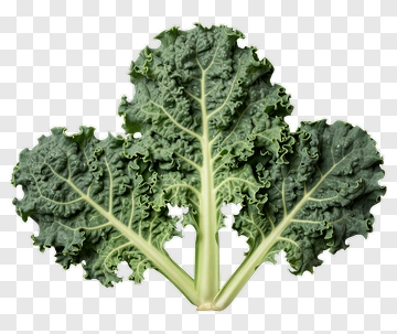 Kale Leaf PNG