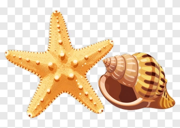 Orange Starfish And Seashell PNG