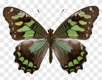 Green And Brown Butterfly Specimen PNG