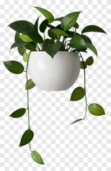Hanging Green Plant In White Pot PNG