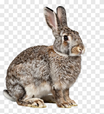 Realistic Rabbit PNG