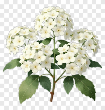 White Hydrangea Bouquet With Green Leaves PNG