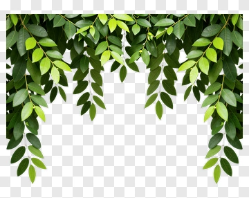 Green Leaves Hanging PNG
