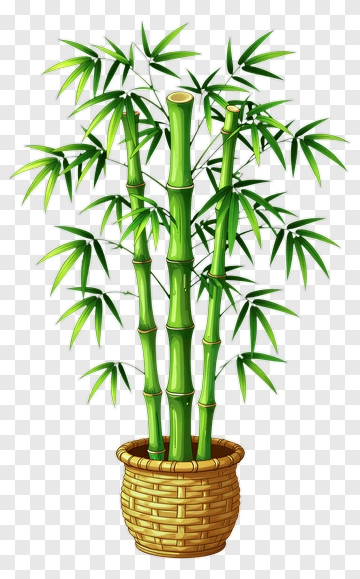 Potted Bamboo Plant PNG