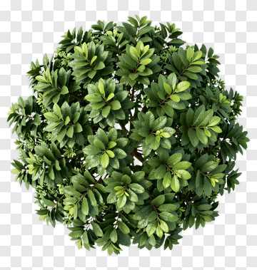 Topiary Tree PNG