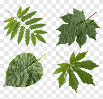 Four Types Of Green Leaves PNG