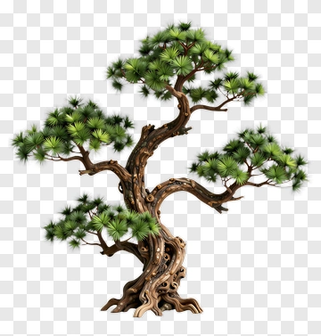 Bonsai Pine Tree PNG