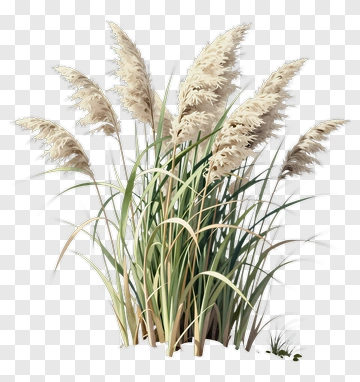 Beach Reeds In Soft Light PNG