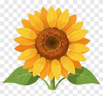 Sunflower With Green Leaves PNG