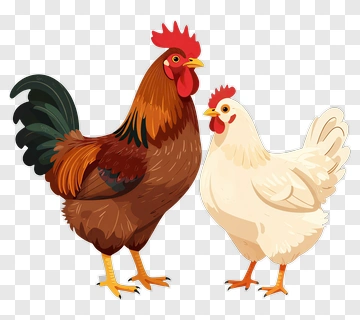 Rooster And Chicken PNG