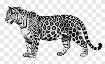 Leopard In Detailed Hand Drawn Style PNG